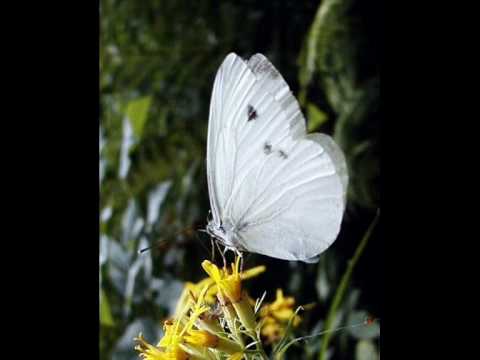 Vola vola Parpaiola - Coro delle mondine di Correggio.wmv