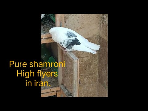 Iranian Highflying Tumbler