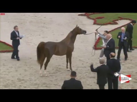 N.162 E.S. NIF NAF - Sharjah 2016 - 4-6 year old Stallions (Class 9)