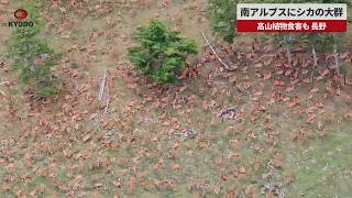 【速報】南アルプスにシカの大群 高山植物食害も、長野