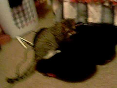 what what in the butt?