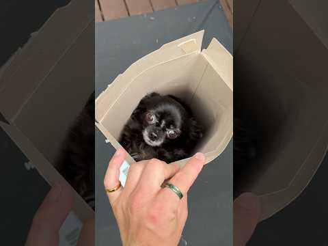 BLUEY FLYING PUDDIN 😱❤️