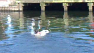 Andrew swimming in Sixmile Water