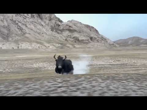 In Xiasi, Qinghai, tourists encountered a wild yak running like a tank. 🐂