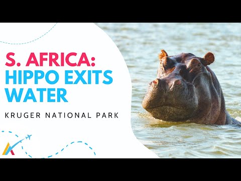 Hippo Exits Water to Face Crocodile  Kruger