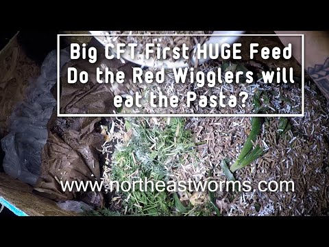 Big CFT First huge feed. Do the Red Wigglers will eat the pasta?