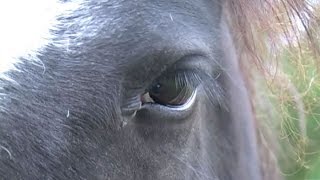 Horses and humans use similar facial expressions to communicate