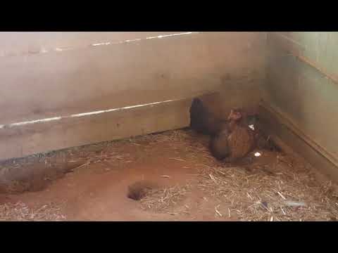 flarry eye grey toppy on panther mountain farm.