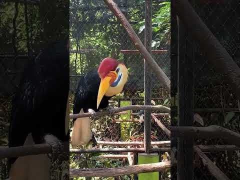 Tonton Video 1