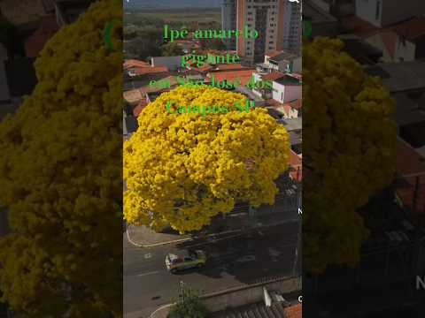 Ipê-amarelo gigante em São José dos Campos-SP #Ipê-amarelo #gigante