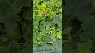 Download lagu 8번째 이웃농가 왔어요 #성주참외 #농장생활 #farming #성주군귀농귀촌연합회 #주말농장 #automobile #참외수확 mp3