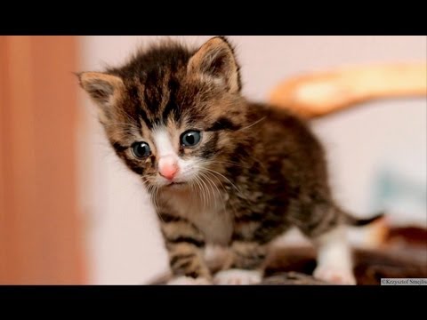 Kitten Nikita - Rescued & Adopted