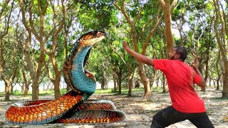 Anaconda Snake 3| in Real Life HDVideo | Snake Video | Snake | Anaconda l vfx pabna tv
