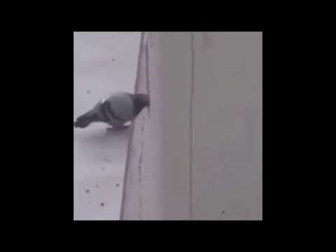 Original Tiktok Wee meme [me voy a matar weeee] (Read the description for the translation)