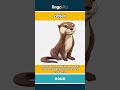 otter - a playful animal that lives... video thumbnail
