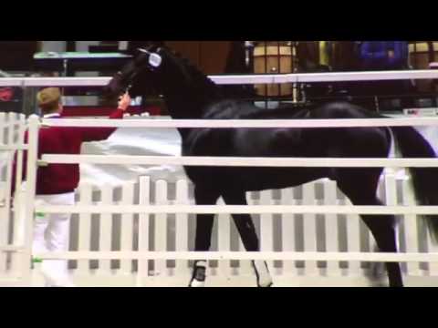 Dio Cabrio - Yaniv Sport Horses