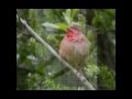 Голоса птиц-Обыкновенная чечевица ( Carpodacus erythrinus) 