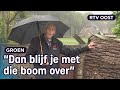 Jan (87) zoekt nieuwe plek voor z'n eeuwenoude boom | RTV Oost