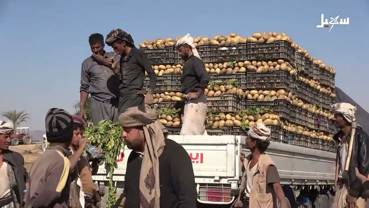 موسم البطاط بمأرب إنتاج وفير يصطدم بواقع حسير