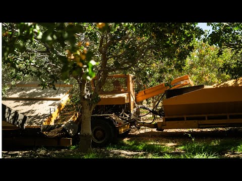 Part of a video titled How are pistachios harvested? - YouTube