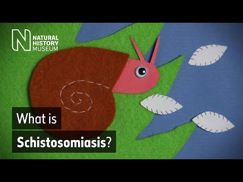 Schistosomiasis | How does this neglected tropical disease spread?