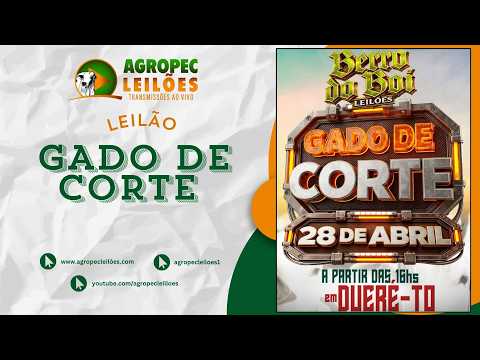 Agropecleiloes LEILÃO GADO DE CORTE | BERRO DO BOI LEILÕES - DUERÉ -TO - 28/04/2026.