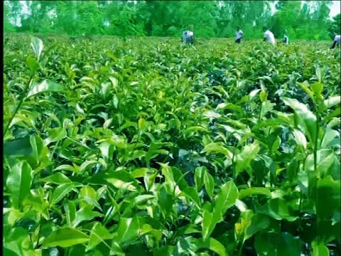 লালমনিরহাটে সমতল ভুমিতে চা আবাদ