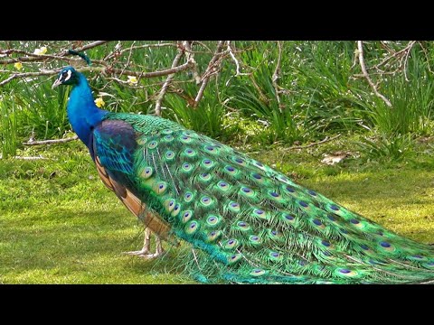 मोर नृत्य Peacock Dance in All its Glory - मोर - الطاووس || saqi zoo