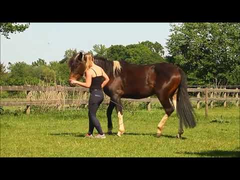 MUSTANG MAKEOVER 2018 Team Maja (TAG 3891) - Update 3