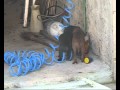 Gromit Wmv