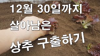 아직까지 상추가 살아 있어요.