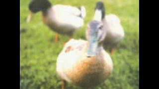 Tocotronic - Liebes Tagebuch