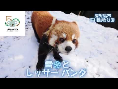 平川動物公園　雪とレッサーパンダ