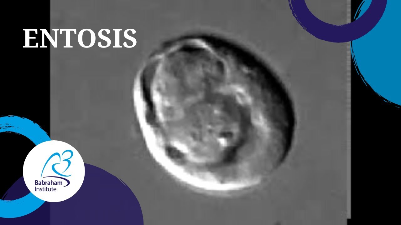 Florey - Time lapse movie of entosis and cell in cell formation by MCF10A cells in suspension