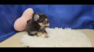 チワワ（ロング）の動画02