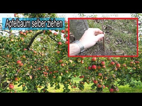 Apfelbaum aus Ableger / Ast selber ziehen / Abfelbäume durch abmoosen vermehren - Anleitung