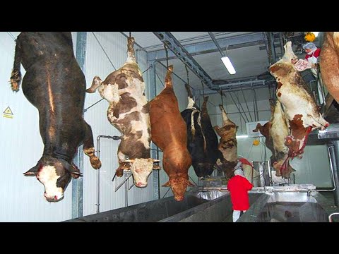 Inside World’s Biggest Beef Slaughter & Processing Factory - Modern Cattle Farming Secrets Revealed