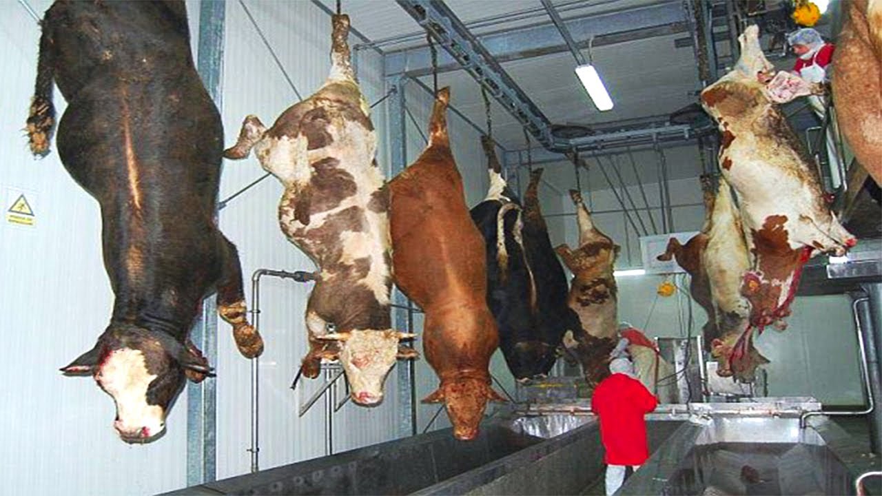 Inside World’s Biggest Beef Slaughter & Processing Factory - Modern Cattle Farming Secrets Revealed