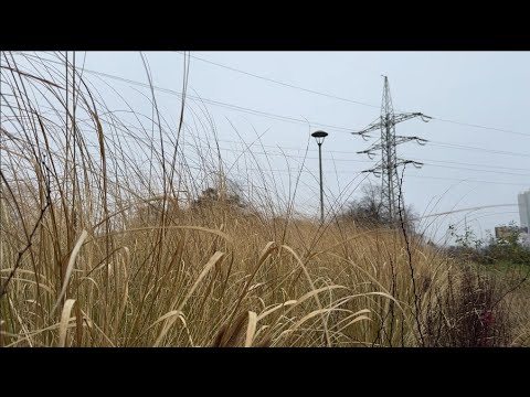 🌿 Early Winter Details | Moss, Snow & Quiet Nature Walk