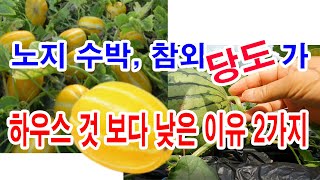 노지 수박, 참외가 하우스 것보다 당도가 낮은 이유- 노지 수박재배, 노지 참외재배 당도가 하우스 참외 재배…