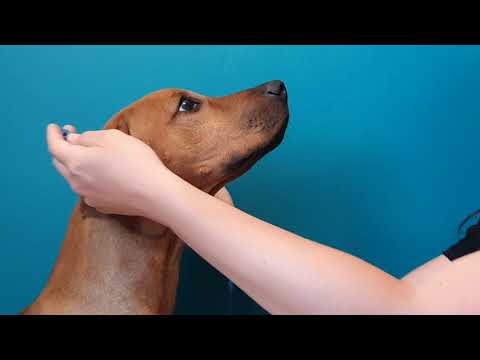 Messanleitung Schlupfhalsband