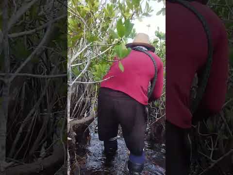COCODRILEANDO en la Ciénaga de Zapata 