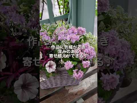 園芸 黒い目のスザンヌ