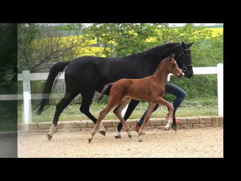 KN 14 Flavour II GE Hf v. Floriscount -  Sandro Hit