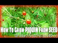 How To Grow PIQUIN From SEED/Miniature Greenhouse Method