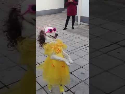 A dog no a girl nope is both