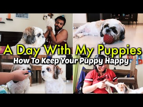 A Day With My Puppies | How To Keep Your Puppy Happy | Morning to Night With My Puppies