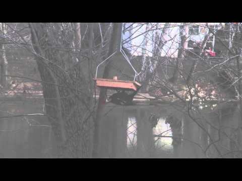 Pileated underfeeder