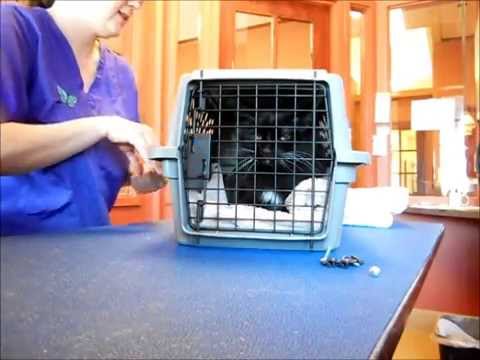 Removing Aggressive Cats from Carriers