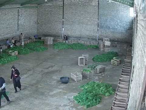 Camera supraveghere video HD IP 1,3 megapixel Milesight